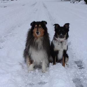 Meet your Posher, Dawn